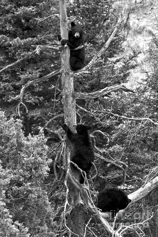 Black Bears Art Print featuring the photograph The Three Climbers Black And White by Adam Jewell