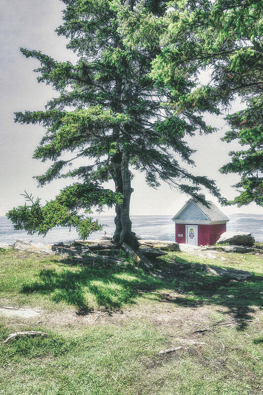 Pemaquid Point Lighthouse Park Art Print featuring the photograph The Tree of Pemaquid Point by Penny Polakoff