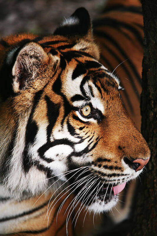 Tiger Art Print featuring the photograph Tiger Profile by Brad Barton