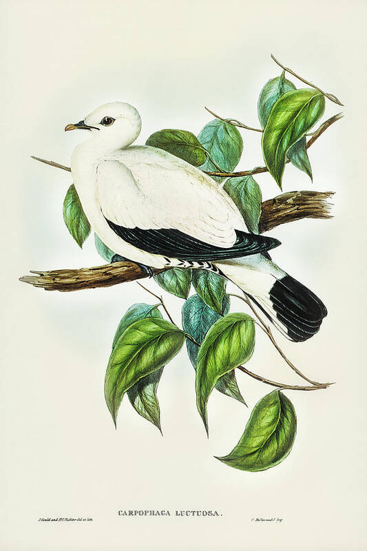 Torres Strait Fruit Pigeon Art Print featuring the drawing Torres Strait Fruit Pigeon, Carpophaga luctuosa by John Gould