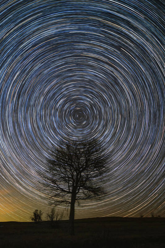Star Trails Art Print featuring the photograph Tree Topper by Chuck Rasco Photography
