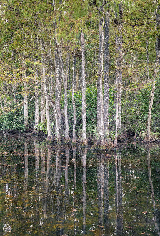 Big Cypress National Preserve Art Print featuring the photograph Treeline by Rudy Wilms