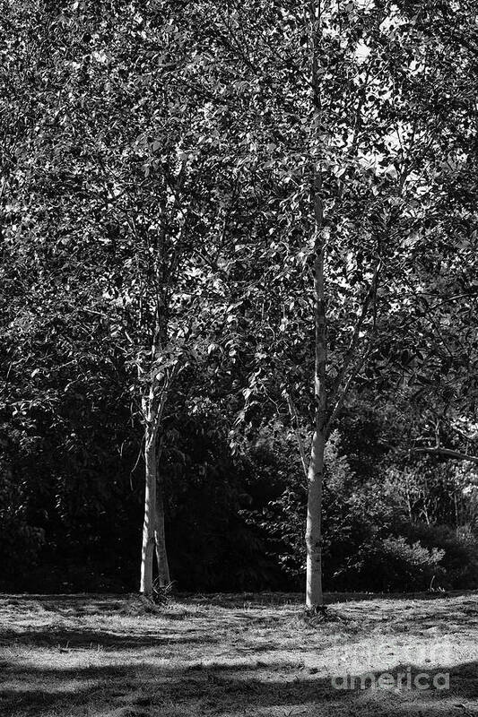 Trees In The Park Art Print featuring the photograph Trees in the park Mount Stewart black and white by Eddie Barron