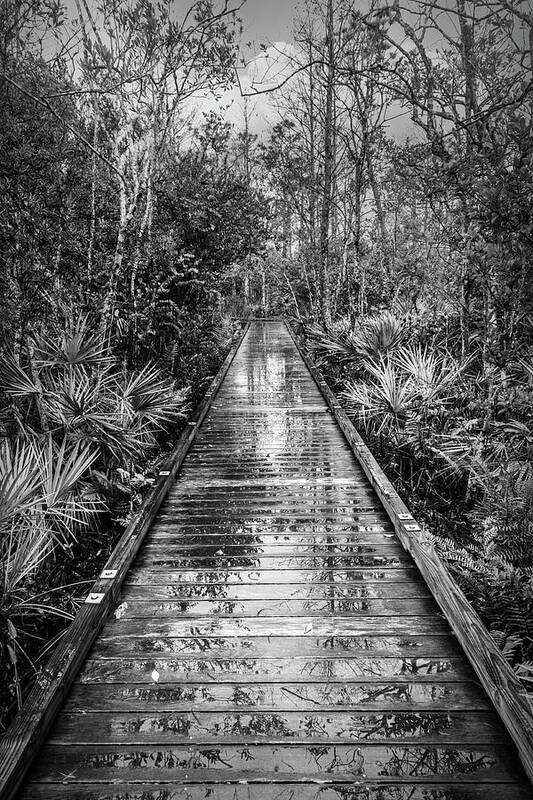 Clouds Art Print featuring the photograph Trees in the Rain in Black and White by Debra and Dave Vanderlaan