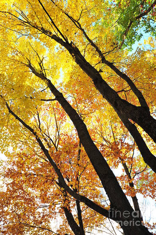 Yellow Art Print featuring the photograph Reach for the Sky 2 by Terri Gostola