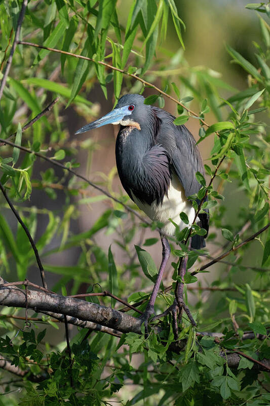 Hunting Island State Park Art Print featuring the photograph Tri-Colored Heron 4 by Joye Ardyn Durham