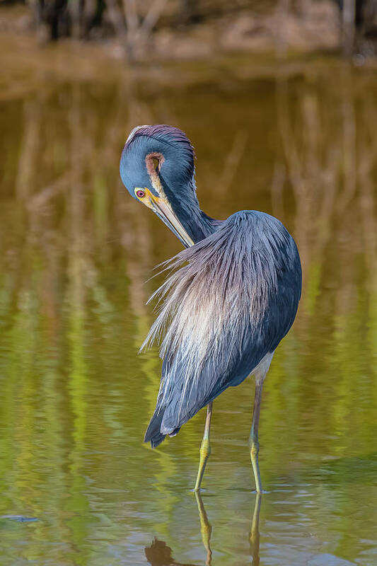 Tricolored Heron Beauty Art Print featuring the photograph Tricolored Heron Beauty by Morris Finkelstein