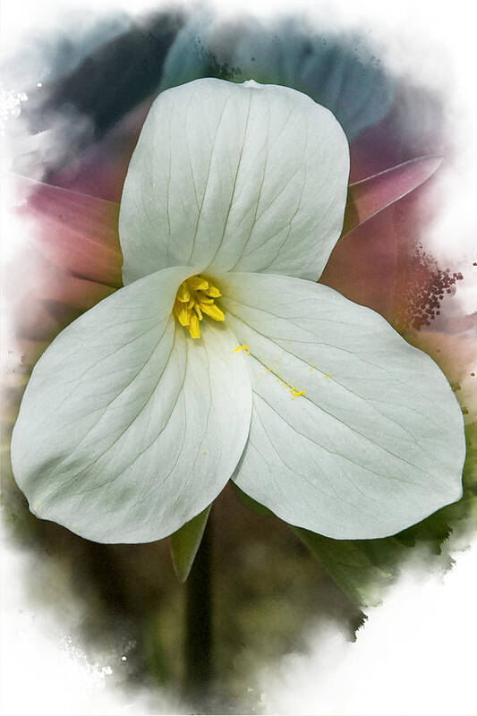 Spring Art Print featuring the mixed media Trillium by Moira Law