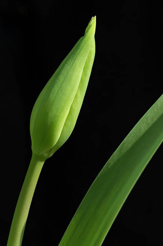 Tulip Art Print featuring the photograph Tulip Bud on Black by Karen Smale