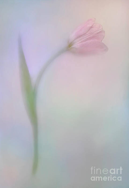 Tulip Tender Shades Soft Delicate Gentle Colorful Tenderness Minimalist Minimal Minimalism Impressions Impressionistic Impressionism Atmospheric Flower Valentine Serenity Single Solo Loving Impressive Expressive Conceptional Contemporary Gift Proud Still-life Character Personality Dainty Fleshy Fragile Frail Succulent Vulnerable Sensitive Smart Romantic Emotional Sentimental Poignant Touching Fairy Tale Affectionate Soft-hearten Pink Green Blue Yellow Rainbow Colors Appealing Magical Stylish Wow Art Print featuring the photograph Tulip In Tender Shades by Tatiana Bogracheva