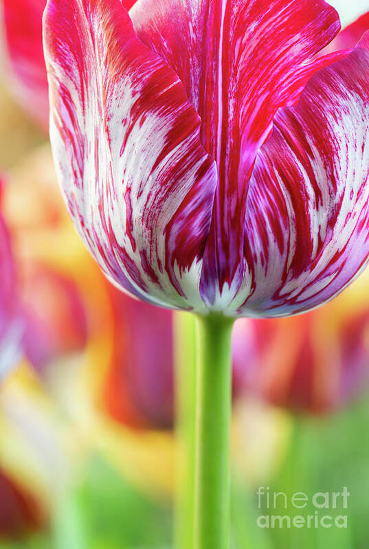 Tulip Art Print featuring the photograph Tulip Innerwheel Flower Abstract by Tim Gainey