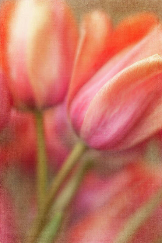 Tulips Art Print featuring the photograph Tulip Sorbet by Jill Love