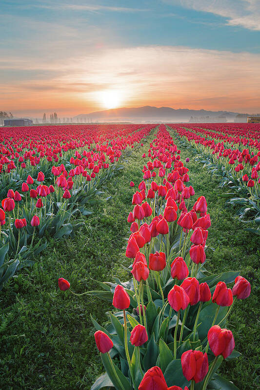 Tulips Art Print featuring the photograph Tulips at Sunrise by Michael Rauwolf