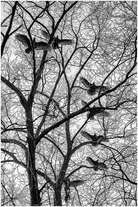 Birds Art Print featuring the photograph Turkey Vultures Photography by Louis Dallara