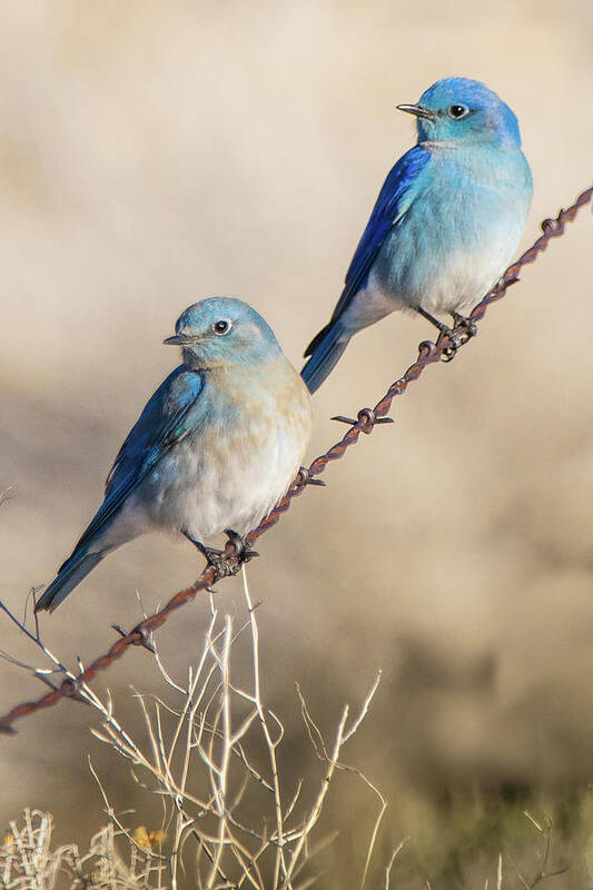 Nevada Art Print featuring the photograph Two Bluebirds on a Wire by Janis Knight