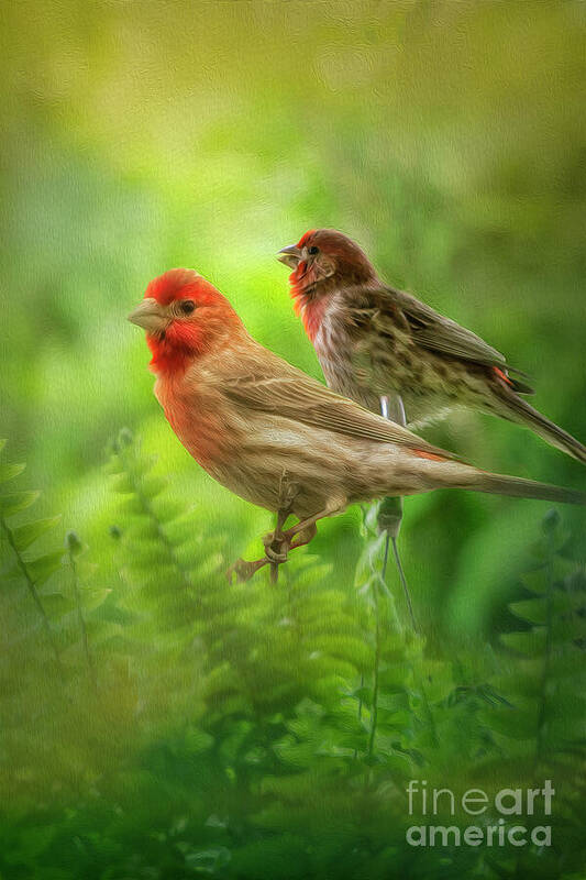 Bird Art Print featuring the photograph Two Little Finches by Shelia Hunt