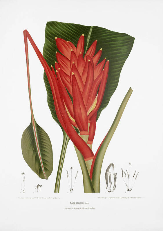 Antique Flower Illustration Art Print featuring the drawing Vintage botanical illustrations - Scarlet banana by Madame Berthe Hoola van Nooten