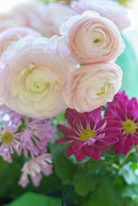 Ranunculus Art Print featuring the photograph Visions of Loveliness by Lynn Bauer