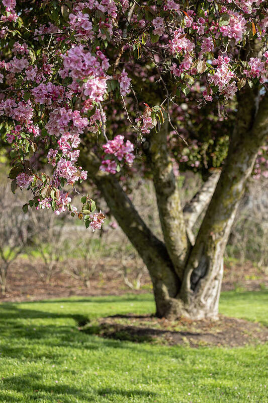 Spring Art Print featuring the photograph Warm Embrace by Kim Sowa