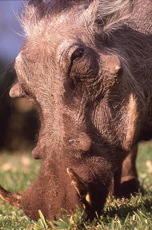 Africa Art Print featuring the photograph Wart Hog Up Close Too by Russ Considine