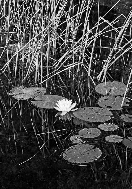 Lily Art Print featuring the photograph Water Lily 4 BW, Lake Pennesseewassee, Maine by Steven Ralser