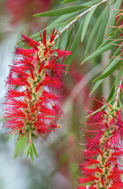 Beauty Art Print featuring the photograph Weeping Bottlebrush Bloom by Debra Martz