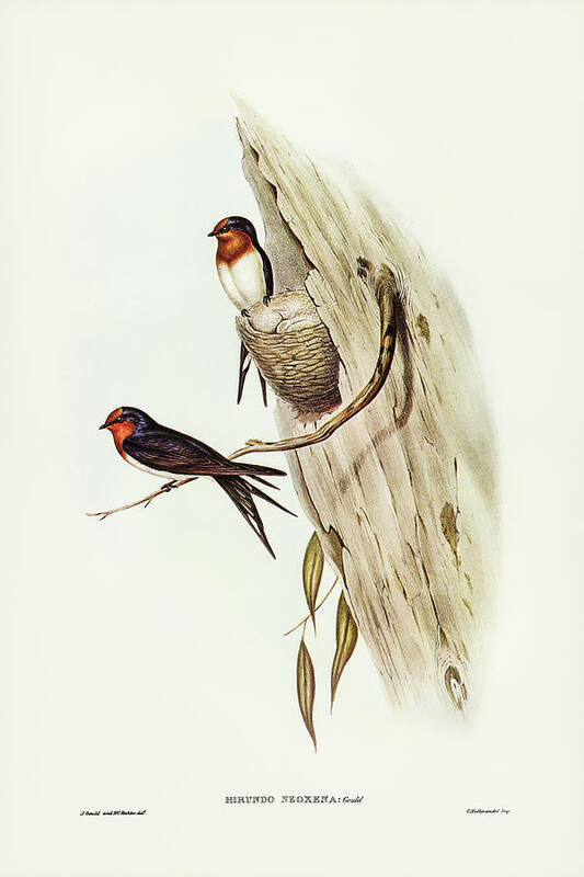 Welcome Swallow Art Print featuring the drawing Welcome Swallow, Hirundo neoxena by John Gould