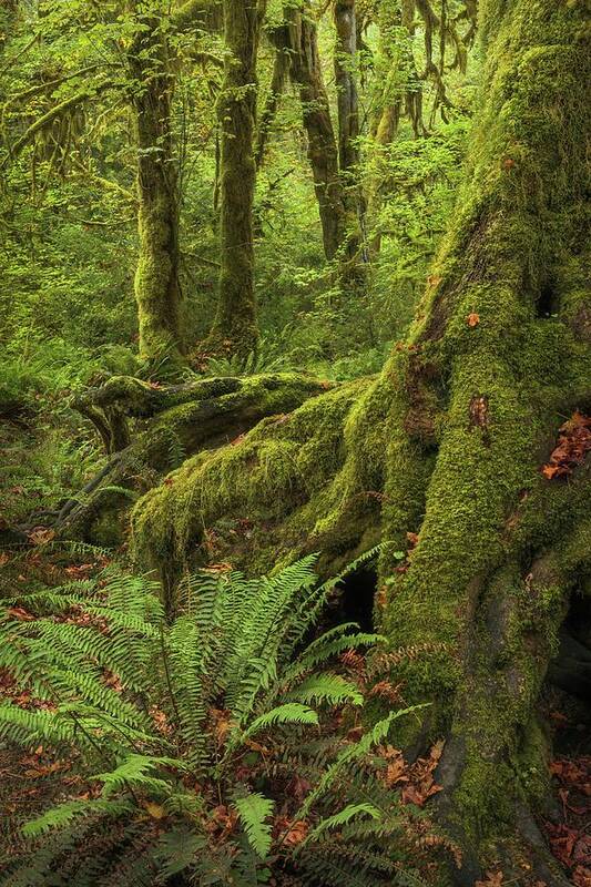 Washington Art Print featuring the photograph When You Are Loved - Hoh Rainforest by Alexander Kunz