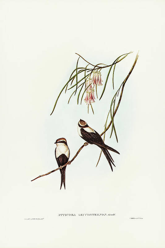 White-breasted Swallow Art Print featuring the drawing White-breasted Swallow, Atticora leucosternon by John Gould