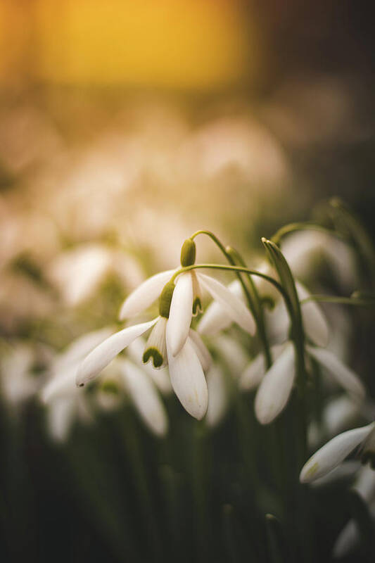 Europe Art Print featuring the photograph White common snowdrop - prank of nature by Vaclav Sonnek