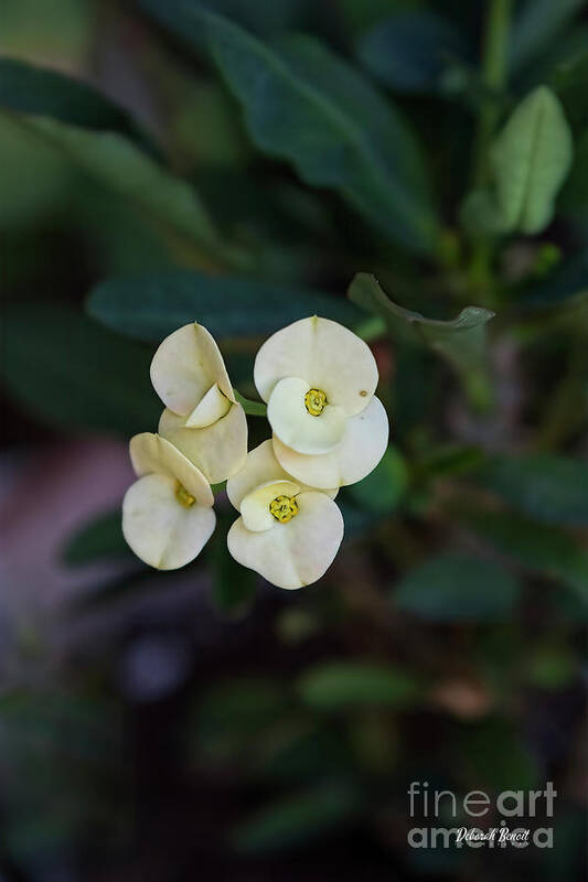 Thorns Art Print featuring the photograph White Crown of Thorns by Deborah Benoit