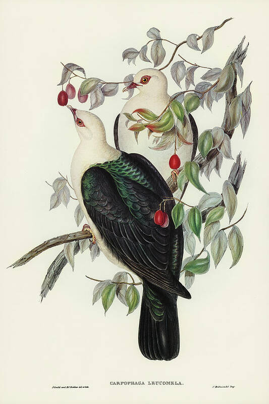 White-headed Fruit Pigeon Art Print featuring the drawing White-headed Fruit Pigeon, Carpophaga leucomela by John Gould