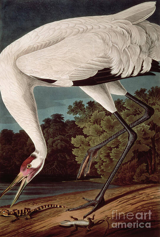 Bird Art Print featuring the painting Whooping Crane, from Birds of America by John James Audubon by John James Audubon