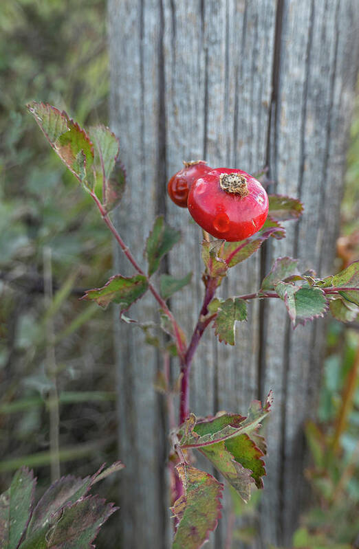 Rose Art Print featuring the photograph Wild Rose Hips And Fence Post by Karen Rispin
