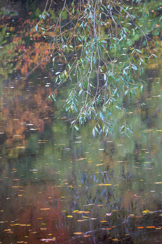 Willow Tree Art Print featuring the photograph Willow leaves and reflections on a river in Autumn by Anita Nicholson