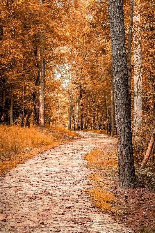 Fall Art Print featuring the photograph Winding Trail by Rick Nelson