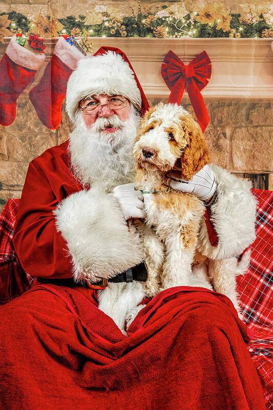 Winston Art Print featuring the photograph Winston with Santa 1 by Christopher Holmes