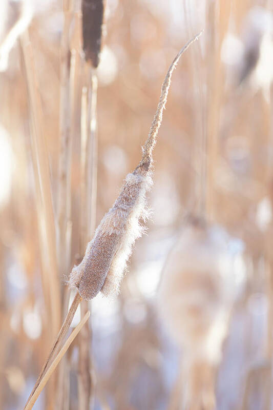 Winter Art Print featuring the photograph Winter Cattails by Phil And Karen Rispin