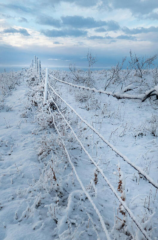 Winter Art Print featuring the photograph winter fence in Alberta Canada by Phil And Karen Rispin