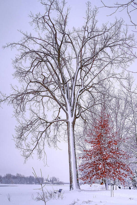 White Art Print featuring the photograph Winter, i don't wanna a lose red by Carl Marceau