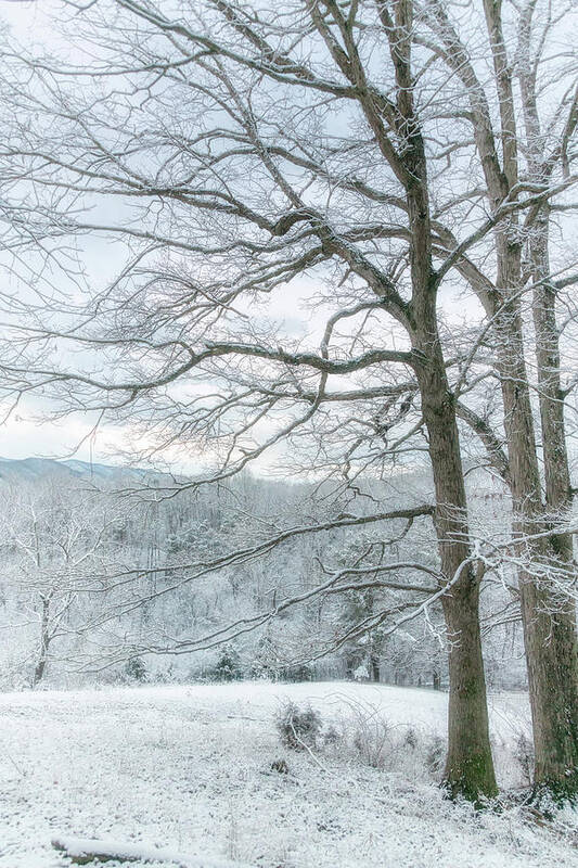 Winter Art Print featuring the photograph Winter solitude by Tricia Louque