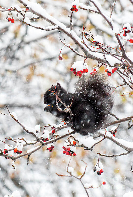 Squrriel Art Print featuring the photograph Winter Treats by Charline Xia