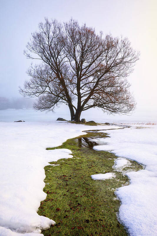 Maine Art Print featuring the photograph Winter Tree 34a9668 by Greg Hartford