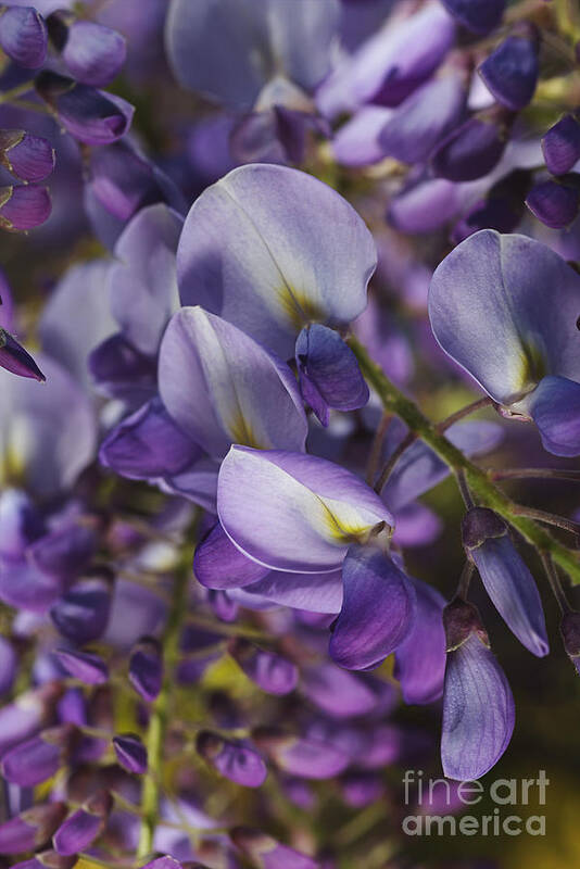 Acanthaceae Art Print featuring the photograph Wisteria Grace by Joy Watson