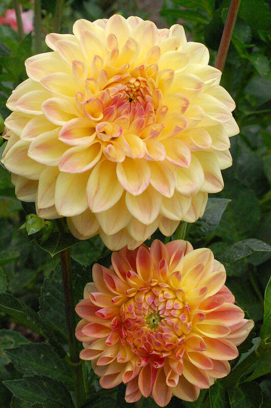 Dahlia Art Print featuring the photograph Yellow and Orange Dahlias 2 by Amy Fose