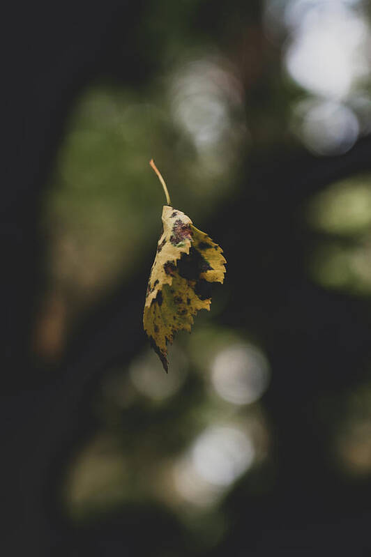 Abstract Art Print featuring the photograph Yellow Autumnal Leaf Suspended in midair by Scott Lyons