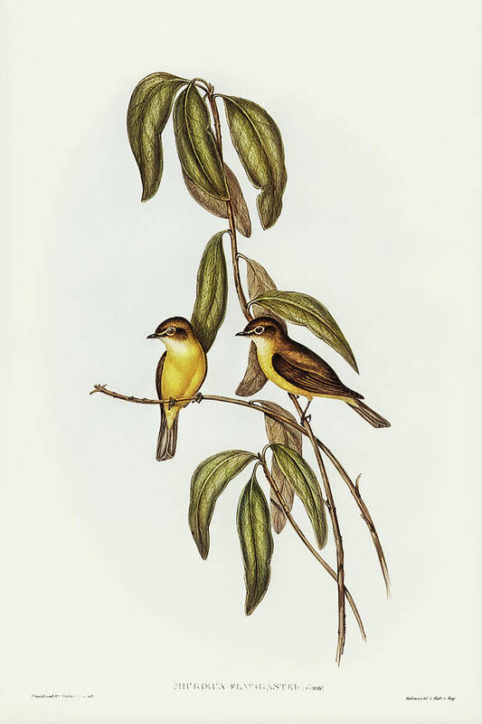 Yellow-bellied Flycatcher Art Print featuring the drawing Yellow-bellied flycatcher, Microeca flavigaster by John Gould