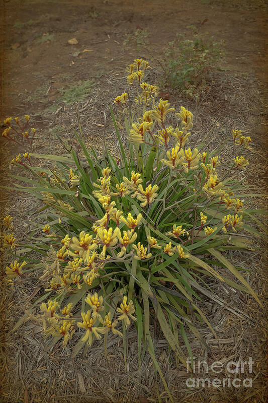 Australia Art Print featuring the photograph Yellow Kangaroo Paws by Elaine Teague