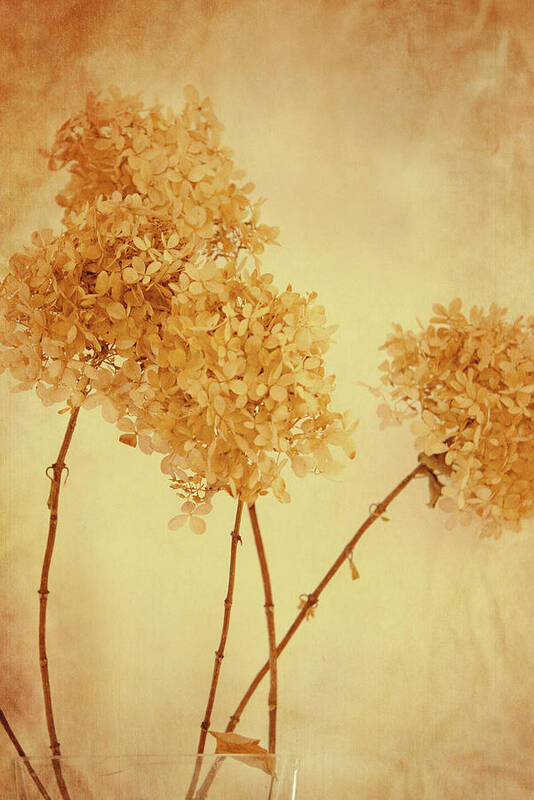 Flower Art Print featuring the photograph Yellow mood by Yasmina Baggili