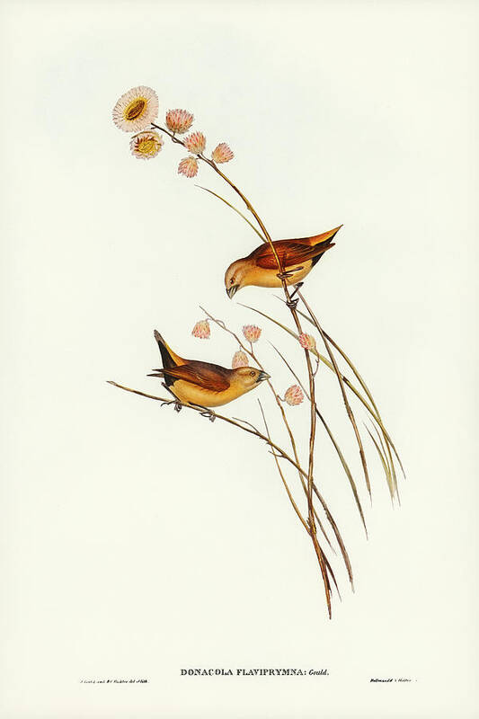 Yellow-rumped Finch Art Print featuring the drawing Yellow-rumped Finch, Donacola flaviprymna by John Gould